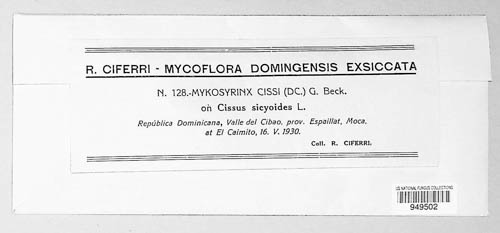 Mycosyringaceae image